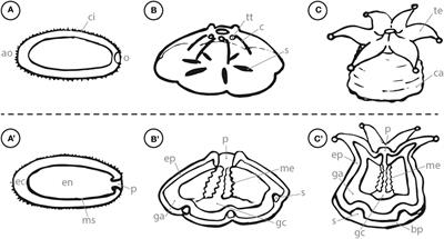 Detailed visualization of settlement and early development in Leptastrea purpurea reveals distinct bio-optical features
